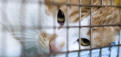 Every purchase helps homeless animals